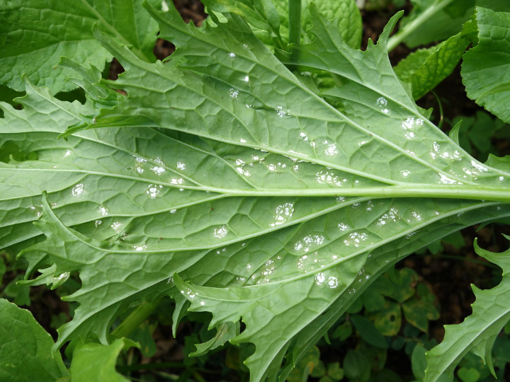 guia del cultivo de mizuna