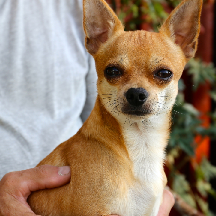 guia para el cuidado de un chihuahua de dos meses tamano alimentacion y predicciones
