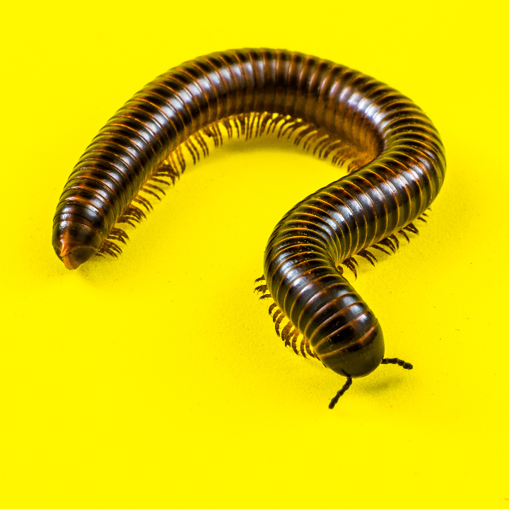 gusanos en el mango que son y como evitarlos