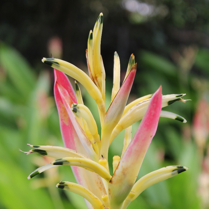 hemerocallis lirios de dia