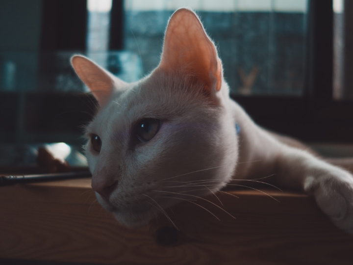 hipertension en gatos sintomas y tratamiento para tu felino