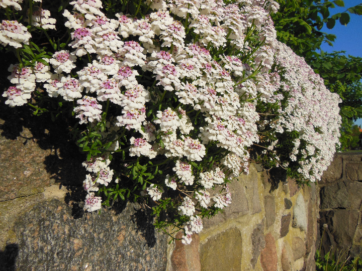 iberis sempervirens enano blanco