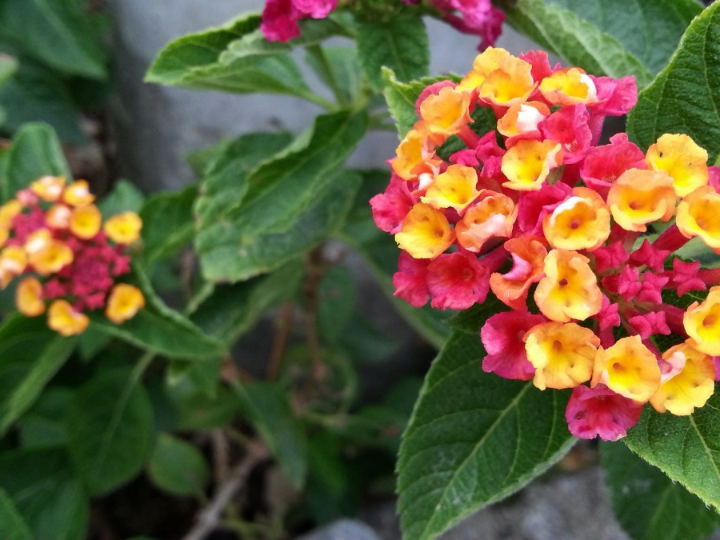 iplantas de interior resistentes aqui nuestros mejores ejemplares