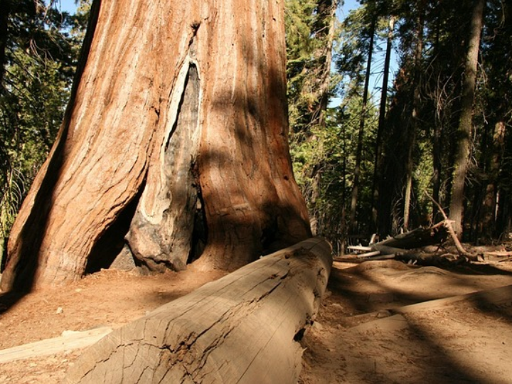 jamon gran seleccion fuera de norma salamanca