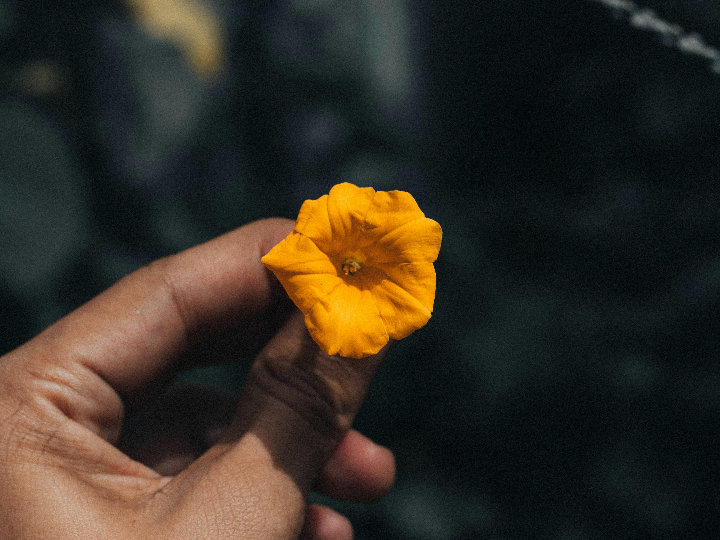 kangoo con bateria pero no arranca posibles causas