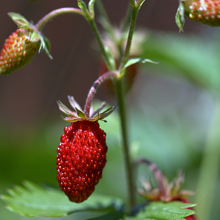 kidiboo fresa iel dulce sabor internacional que conquistara el paladar de los mas pequenos