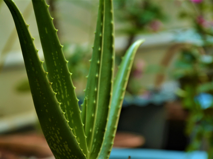 la aloina del aloe vera