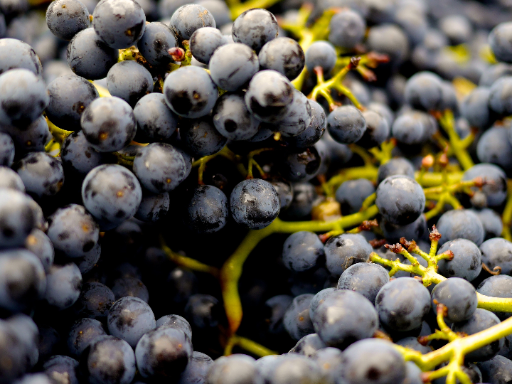 la chevaliere pinot noir