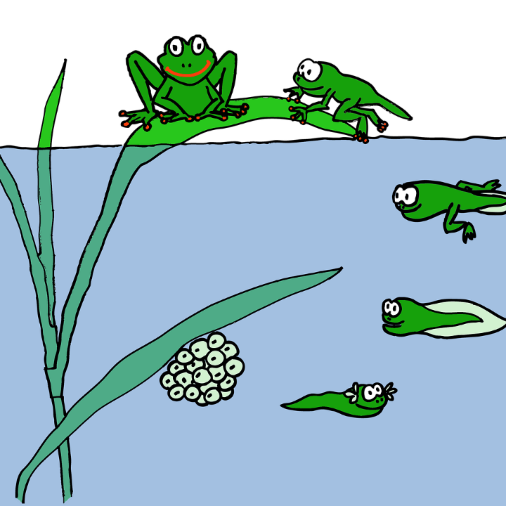 la dieta de los renacuajos en su desarrollo