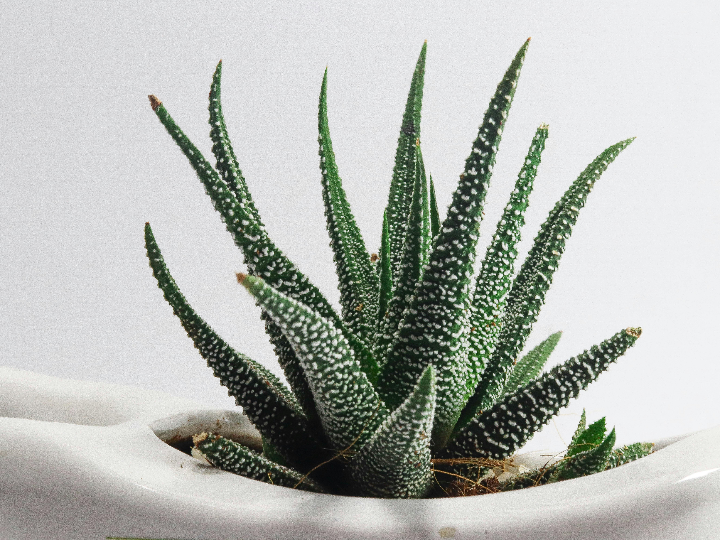 las mejores empresas que compran aloe vera en espana encuentra a tus potenciales compradores