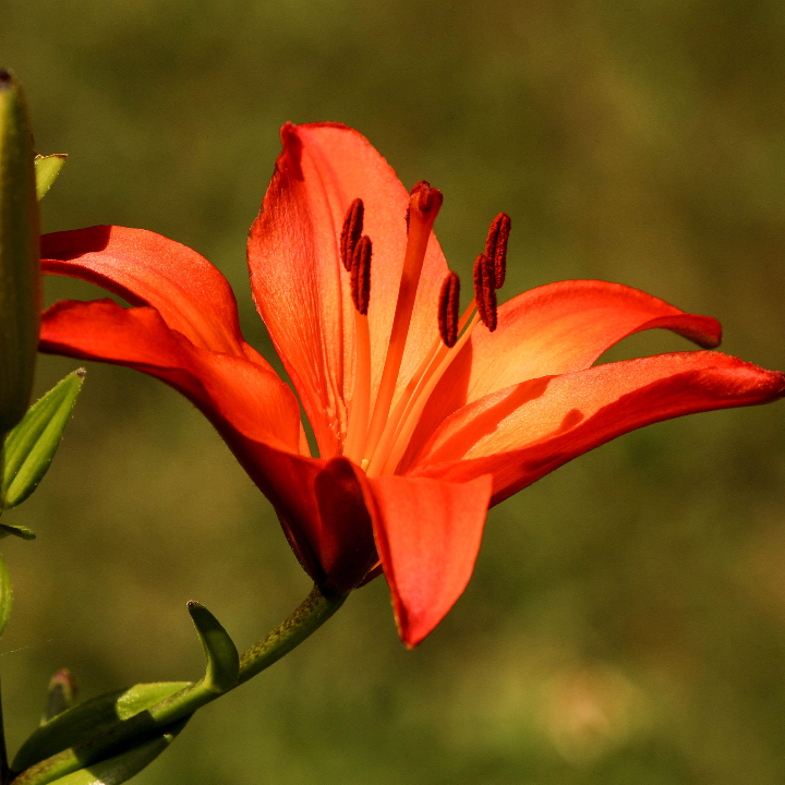 lirio rojo highland 12 14 cm x 3