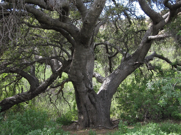 loculto 9 meses roble seleccion 2023