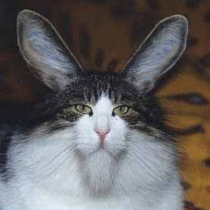 los peores piensos para gatos segun la ocu un analisis en profundidad
