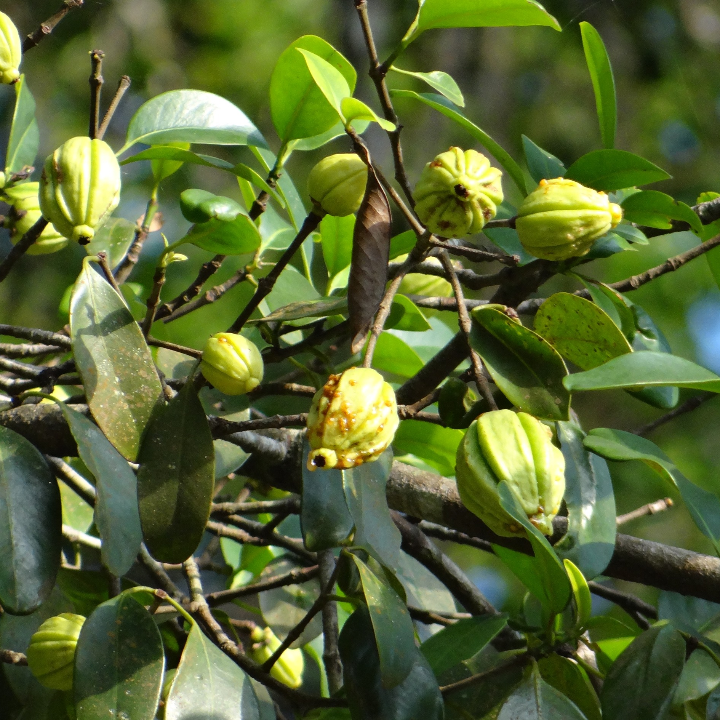 mangostan en polvo granel