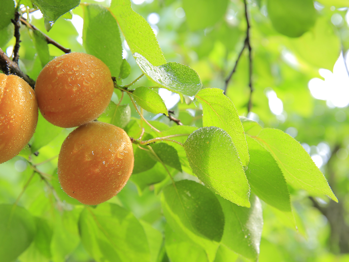maquillaje al agua naranja sin fragancia para cara y cuerpo