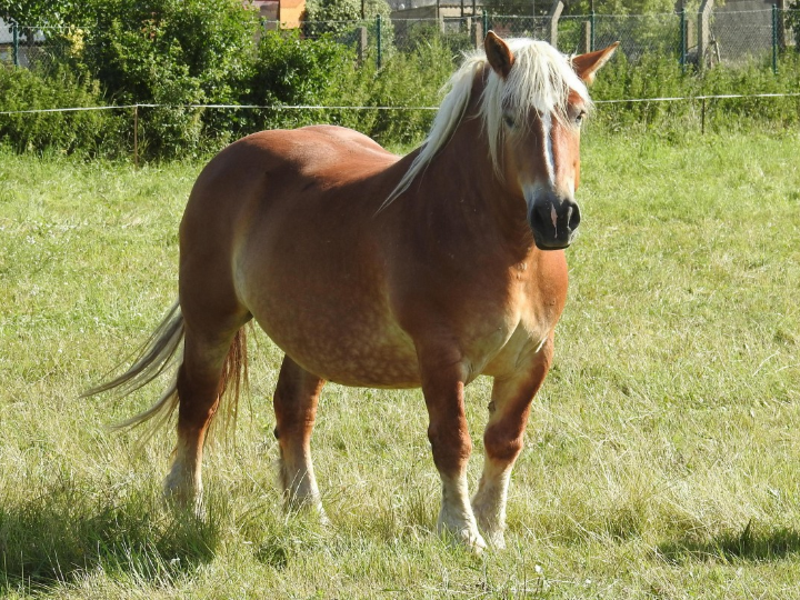 mollie en rebelion en la granja la yegua que buscaba lujo y atencion