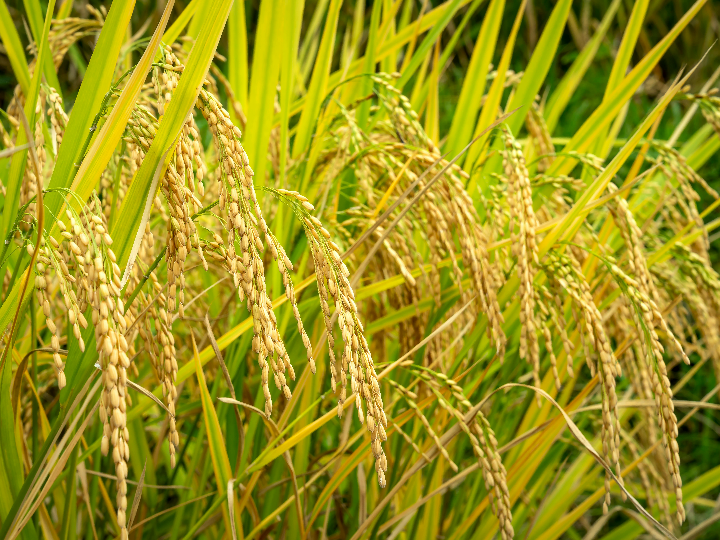 natura diet lamb rice