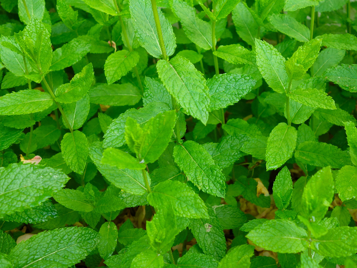 nature stevia analizando y comparando las mejores opciones veganas del mercado