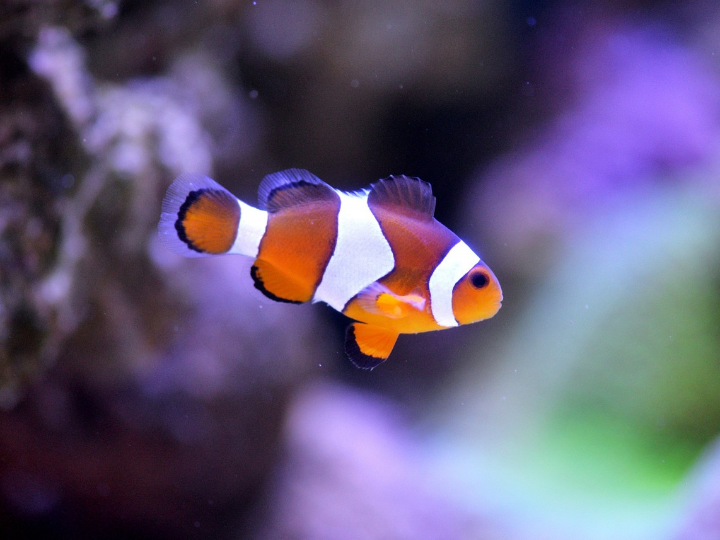 nemo cacharel para hombres