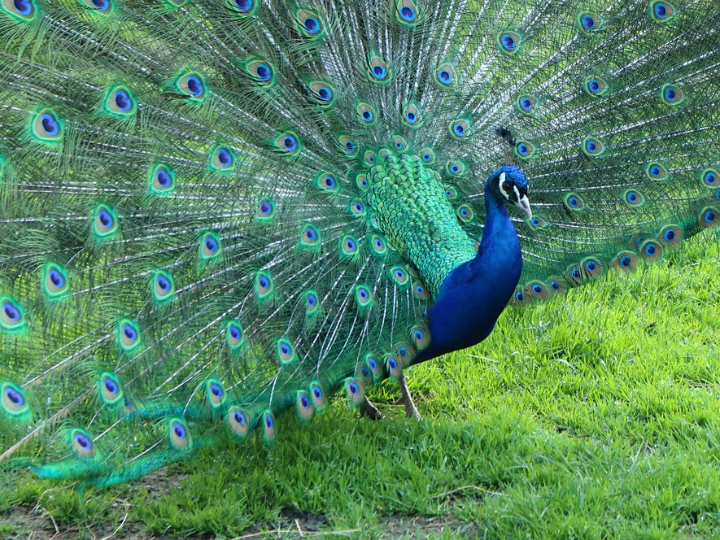 nuggets de pavo 400g halal isla delice