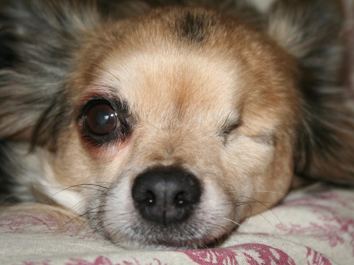 ojos blancos en perros causas y tratamiento