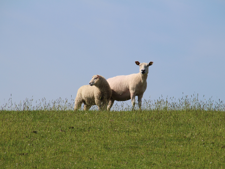patitas de cordero en salsa