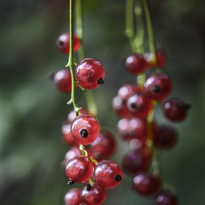 pennisetum advena rubrum 13 cm