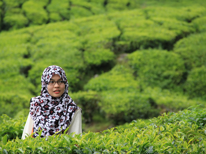 pensa pharma fermentos lacticos pensa adultos plus 12 viales x 7ml