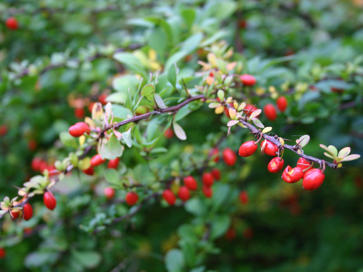 populares arbustos para setos