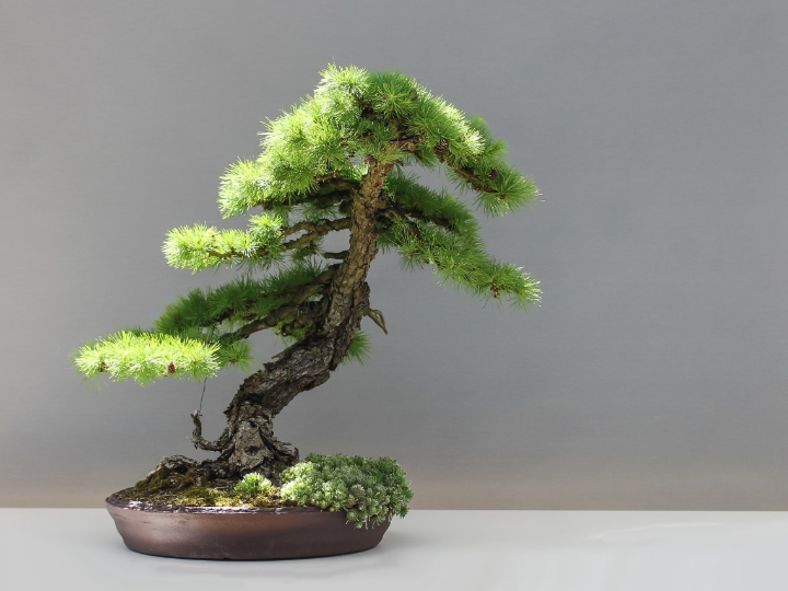 premna japonica bonsai importado de japon