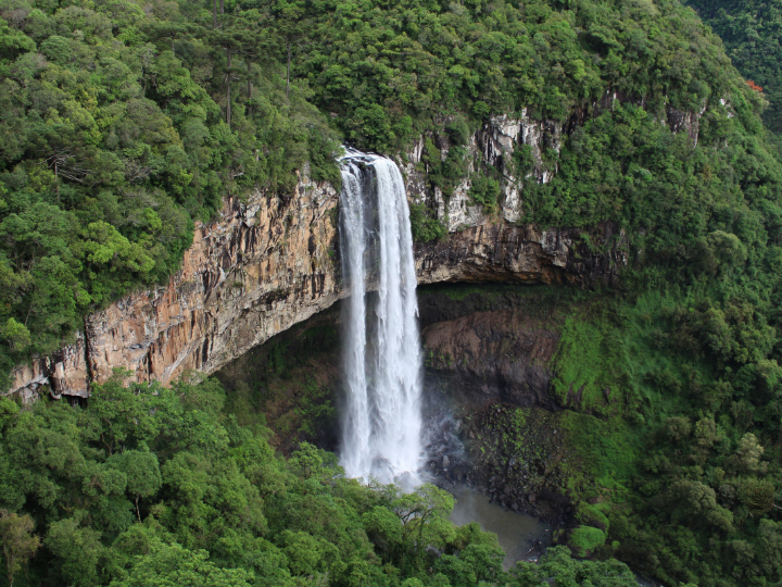 que es la micoterapia