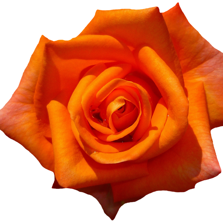 que significa la cala naranja