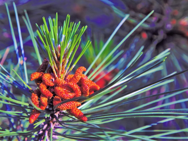 queso d o manchego caracteristicas y como reconocerlo