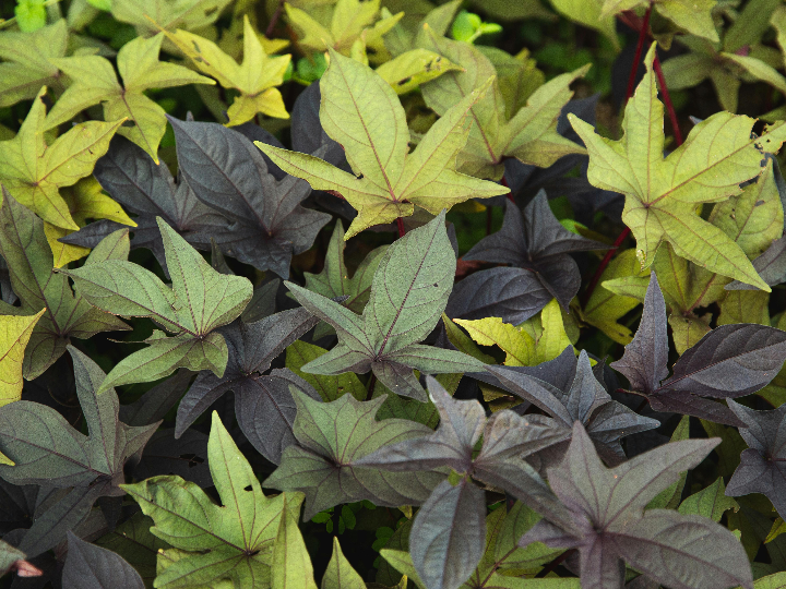 queso idiazabal precio variedades y produccion