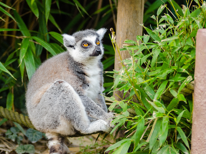 ravitoto descubre el sabroso secreto de madagascar en este analisis positivo de alimentacion internacional