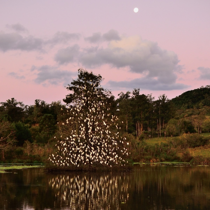 reparar cesped artificial facil y rapido en 5 pasos