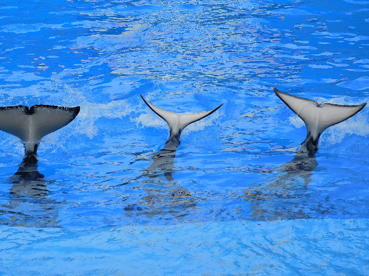 romantic killer la asesina del romance 01