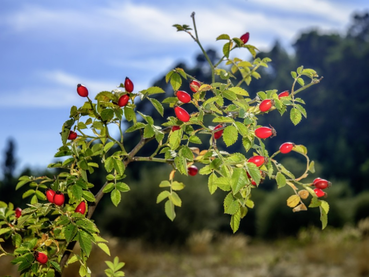 rosa mosqueta el secreto natural para una piel radiante
