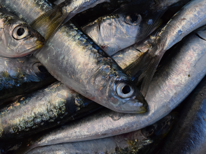 sardinillas picantes en aceite de oliva