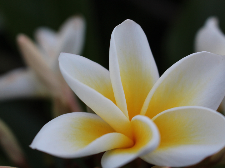 sinfonier blanco a medida