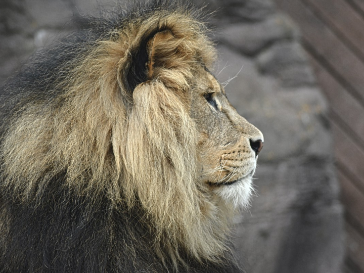 solaray melena de leon lions mane 500mg 60 vegcaps