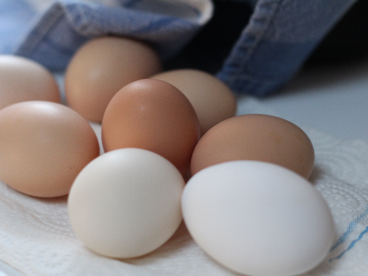 solucion natural contra los vermes de las gallinas