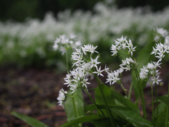 spray purificador bio