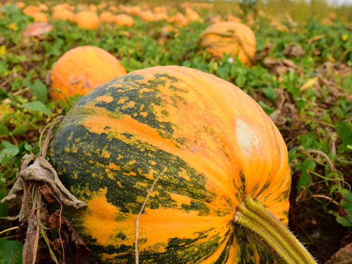 steirerkraft pipas de calabaza ralladas 200 g