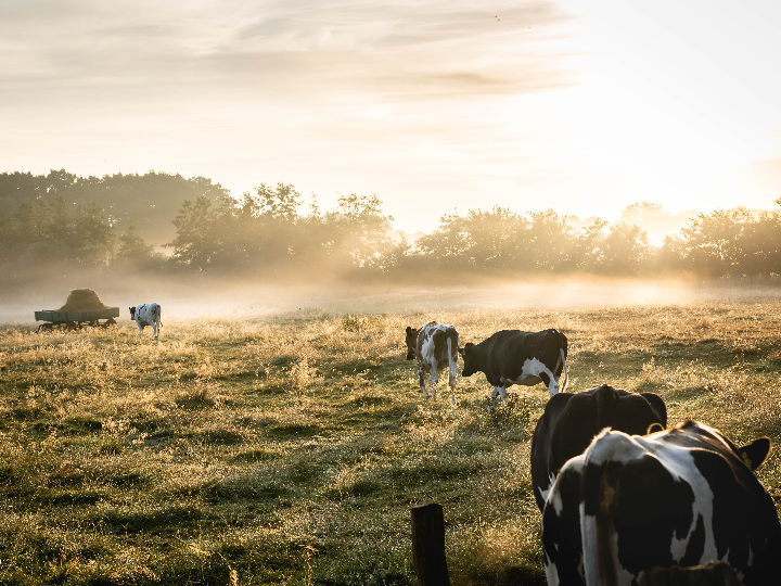 taxus media farmen venijnboom