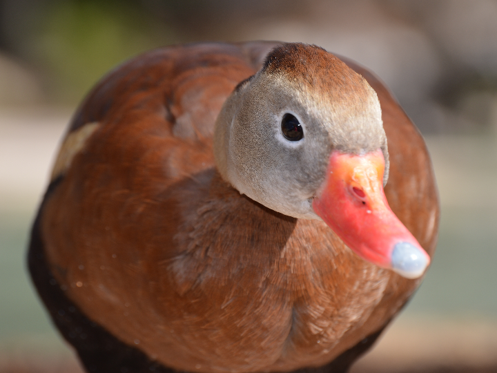 toda la exquisita verdad sobre el foie de pato idescubre que es el fua de pato y por que debes probarlo