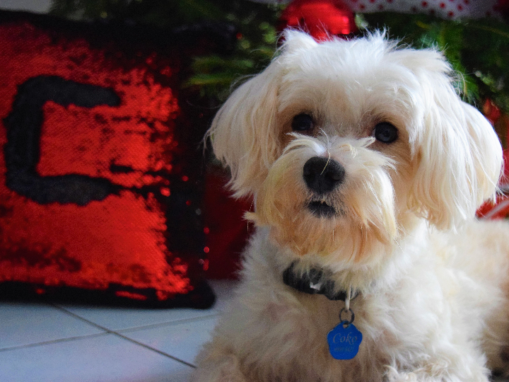 uso de vaselina en perros peluqueria canina perrukings com