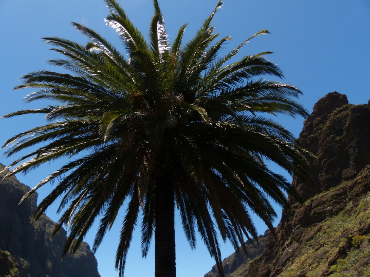variedades de mangas en canarias un sabor tropical en el archipielago
