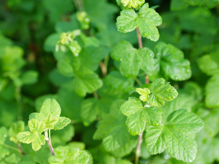 vick vaporub precio oferta en mercadona