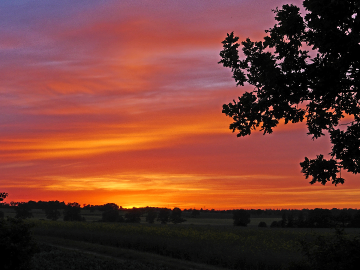vizcarra senda del oro roble 2023